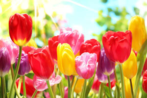 Obrazy i fototapety w kategorii: Obrazy z tulipanami