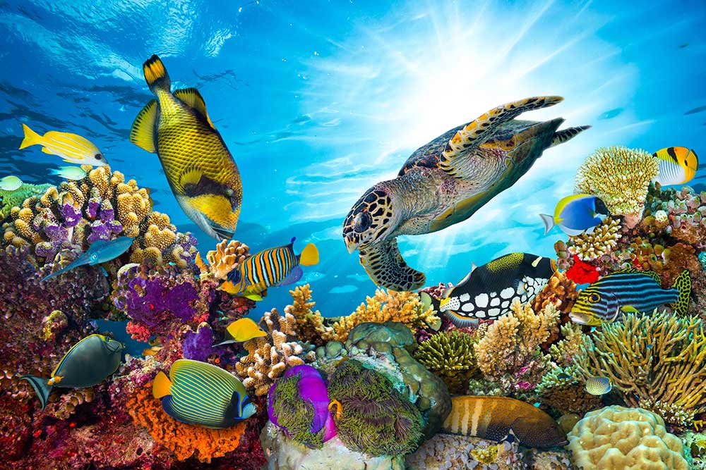 Obraz do salonu rafa koralowa - obrazy, fototapety, plakaty
