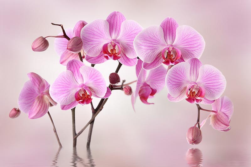Obraz kwiaty różowa orchidea z odbiciem w wodzie - obrazy, fototapety, plakaty