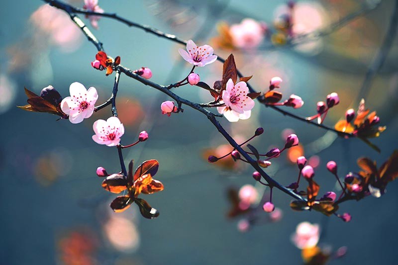Obraz kwiaty wiosenne kwitnące drzewo - obrazy, fototapety, plakaty